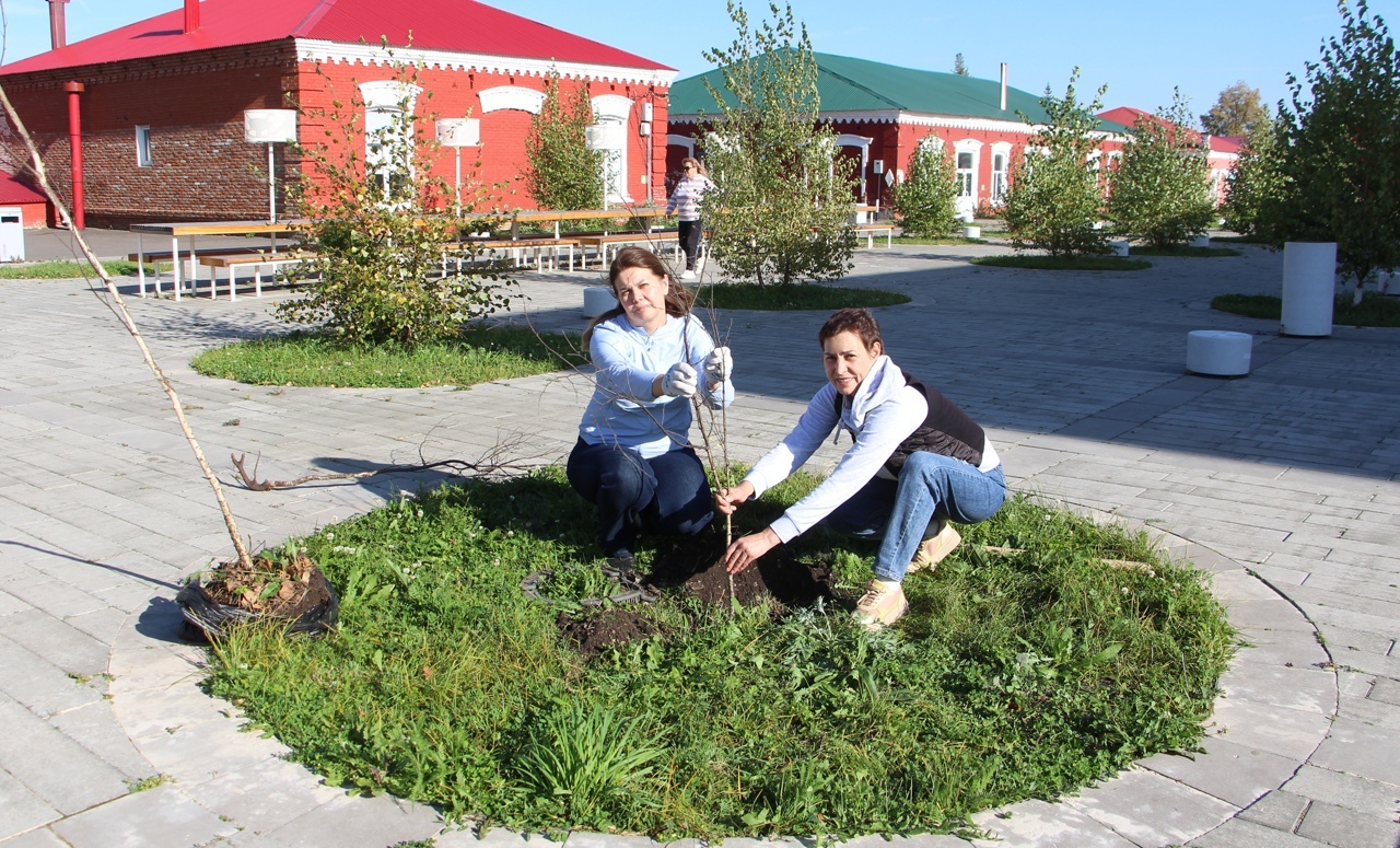 Нарат һәм каен үсентеләре утырттылар