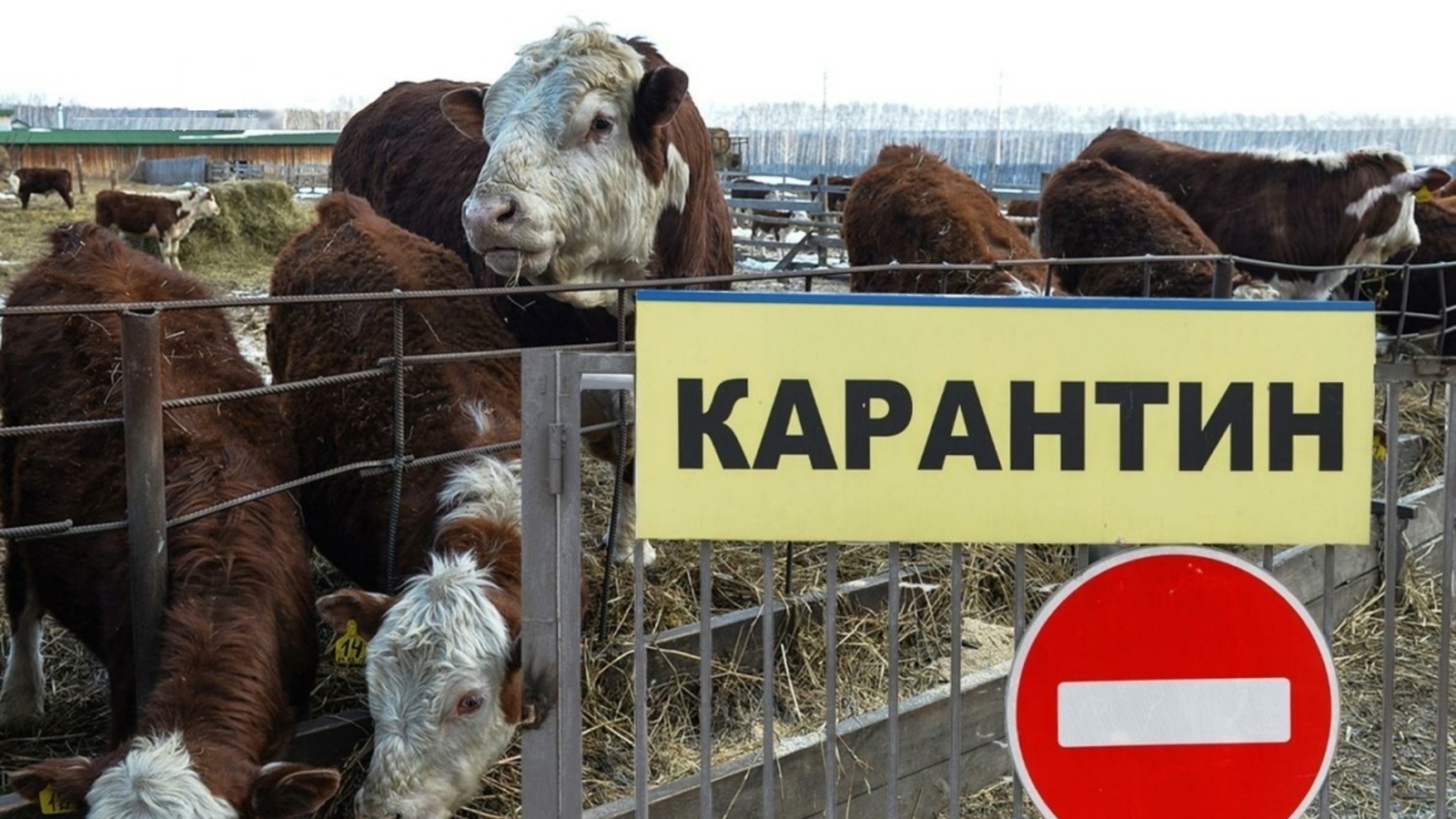 Саклык чаралары күрегез