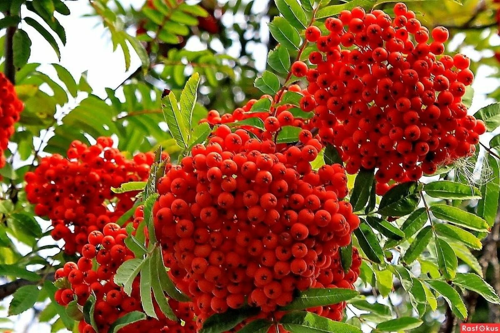 Миләш тәлгәше –  Халыклар бердәмлеге көне символы