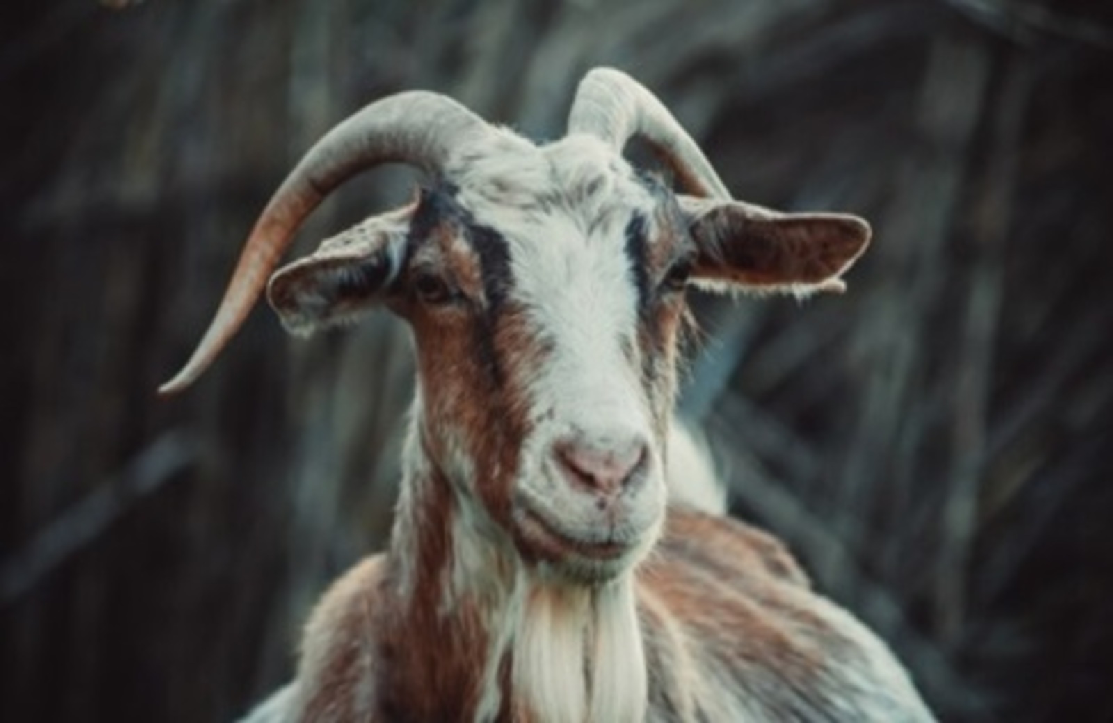 Әхсән БАЯН. Бәяләнмәгән батырлык