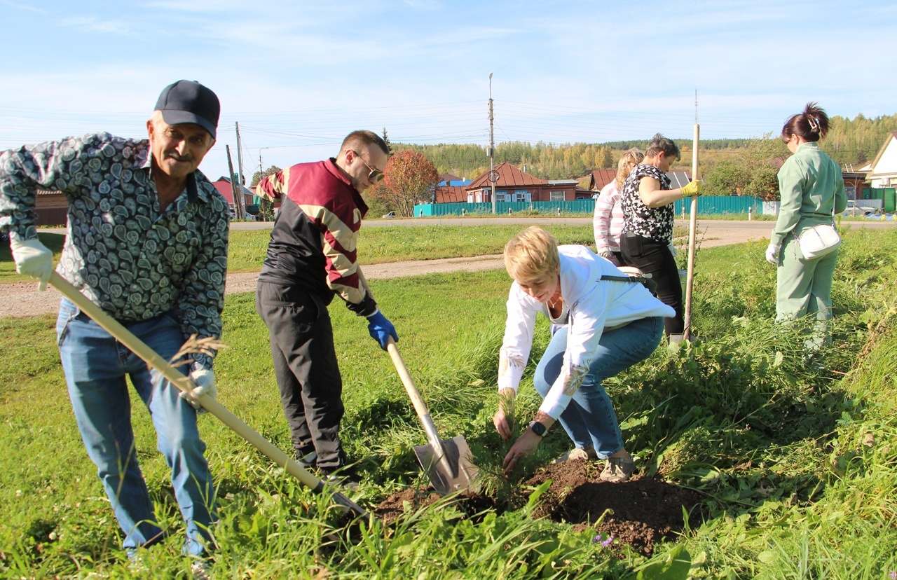 Нарат һәм каен үсентеләре утырттылар