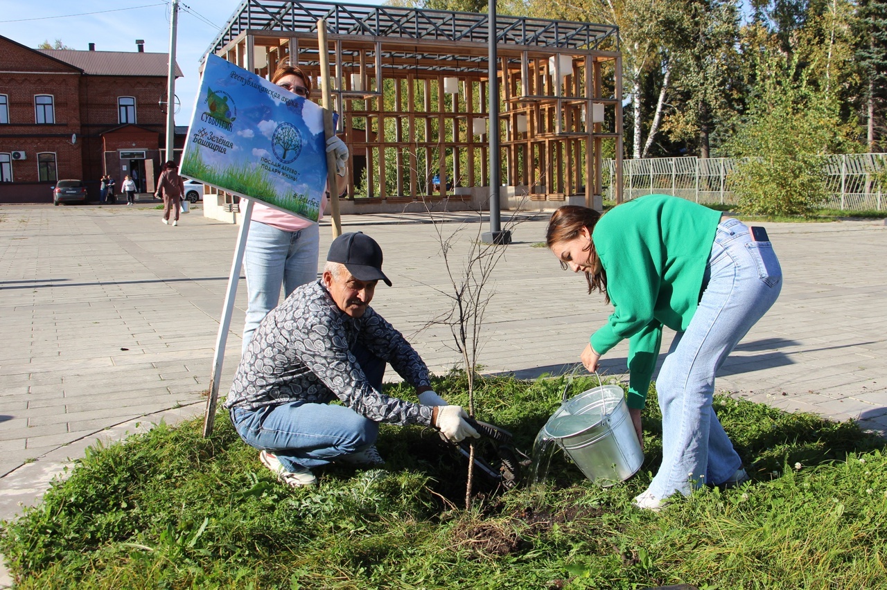 Нарат һәм каен үсентеләре утырттылар