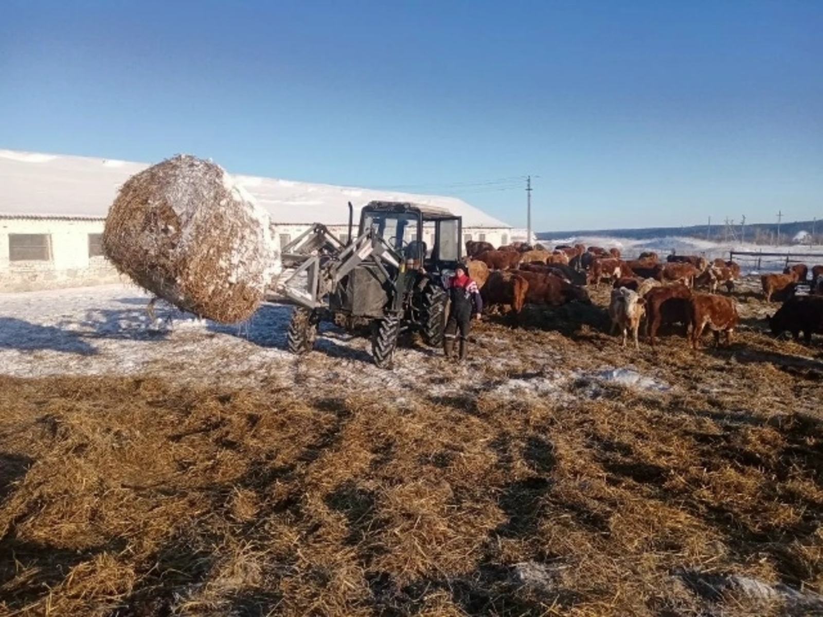 Сыер ите белән тәэмин итә