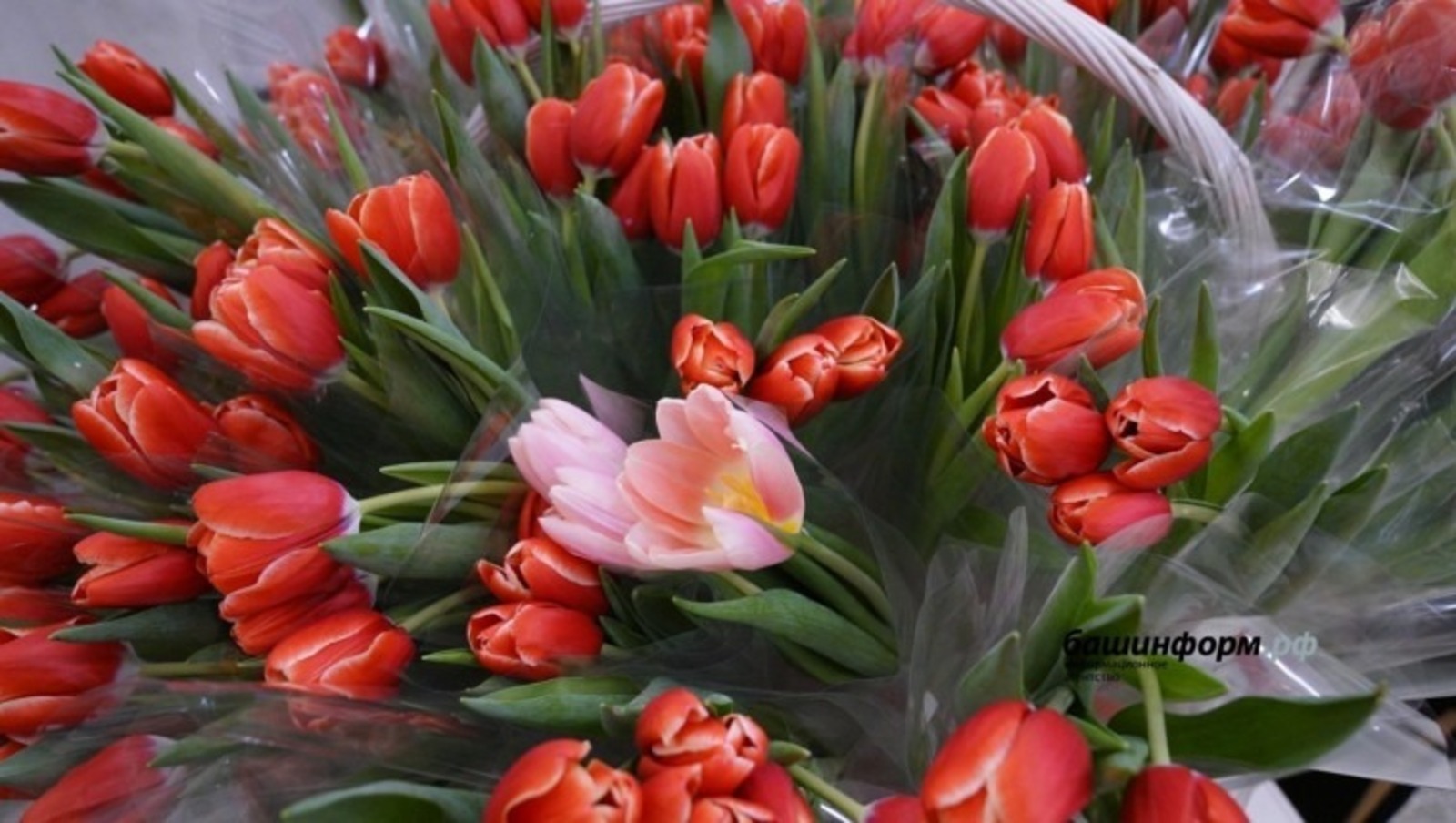 Андрей Назаров Башкортстанның талантлы һәм көчле хатын-кызлары турында сөйләде