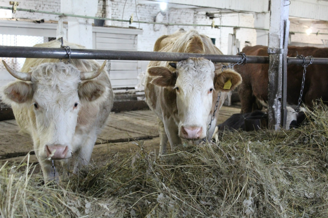 Малларны кышлату уңышлы үтте